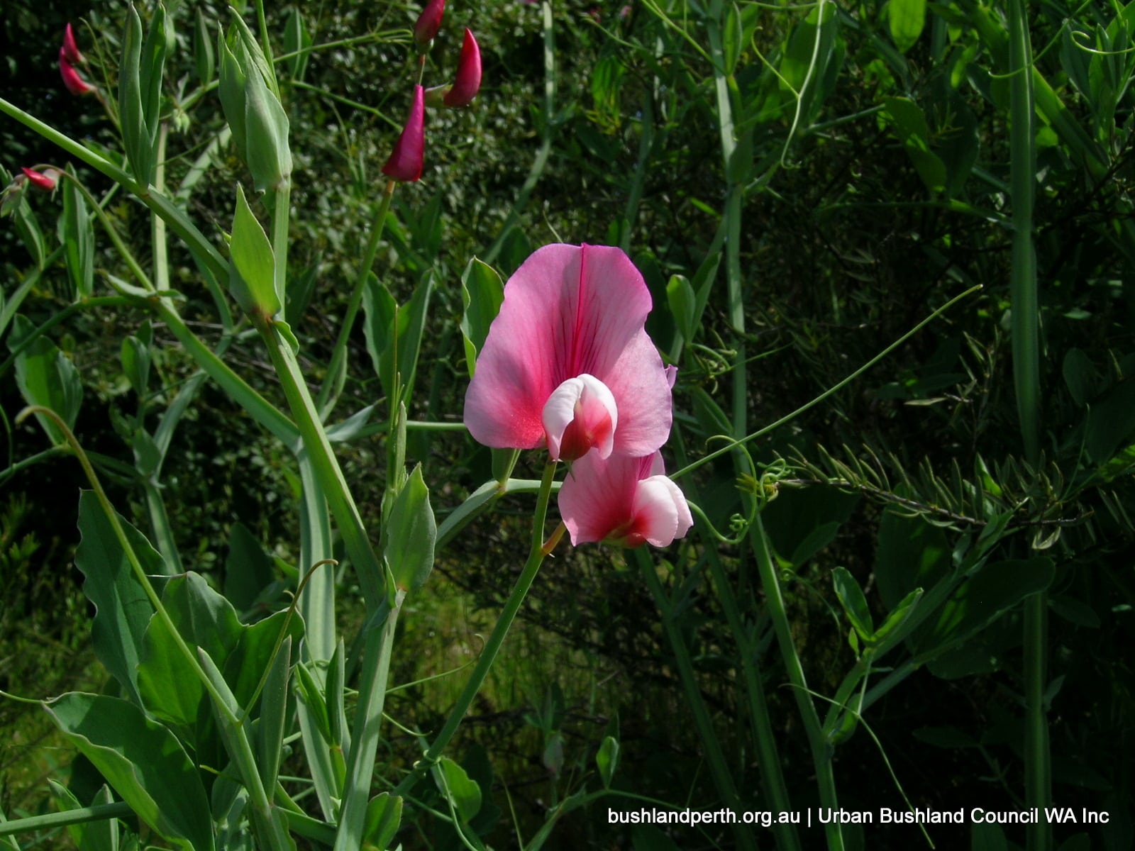 Perennial Pea.