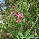 Perennial Pea.