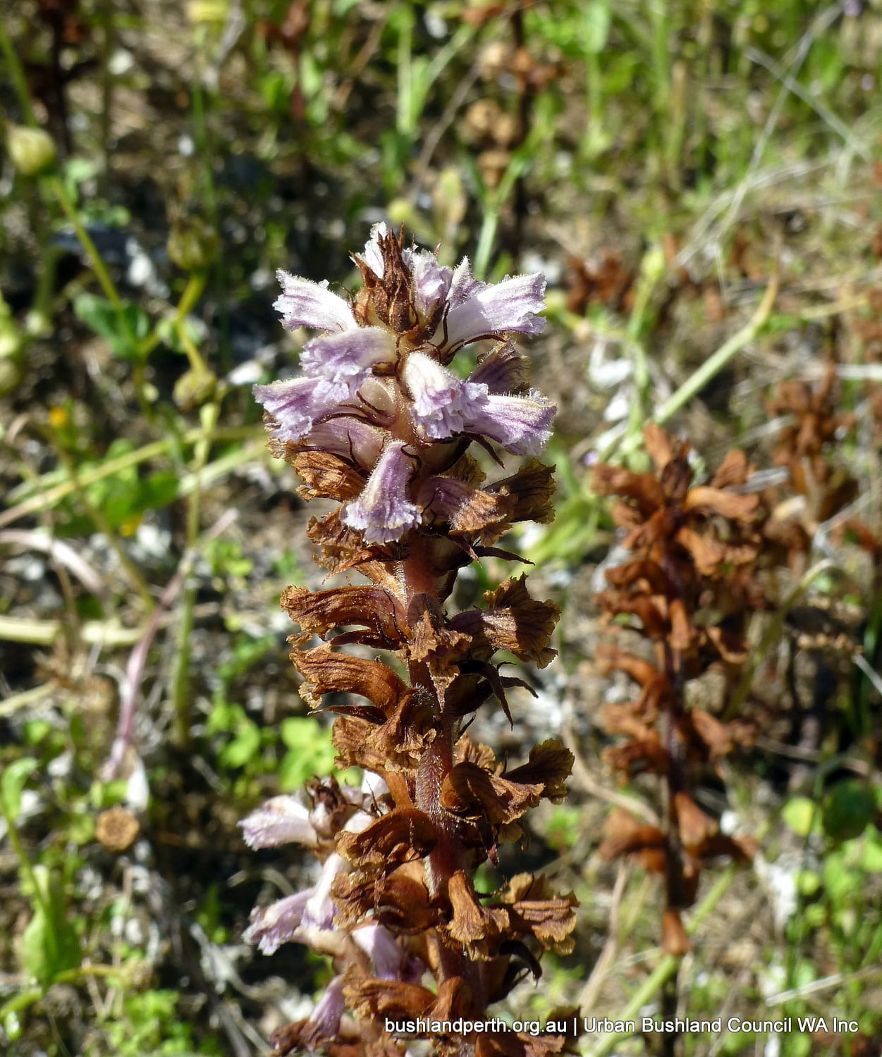 Lesser Broomrape.