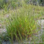 Wimmera Ryegrass.