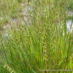 Wimmera Ryegrass.