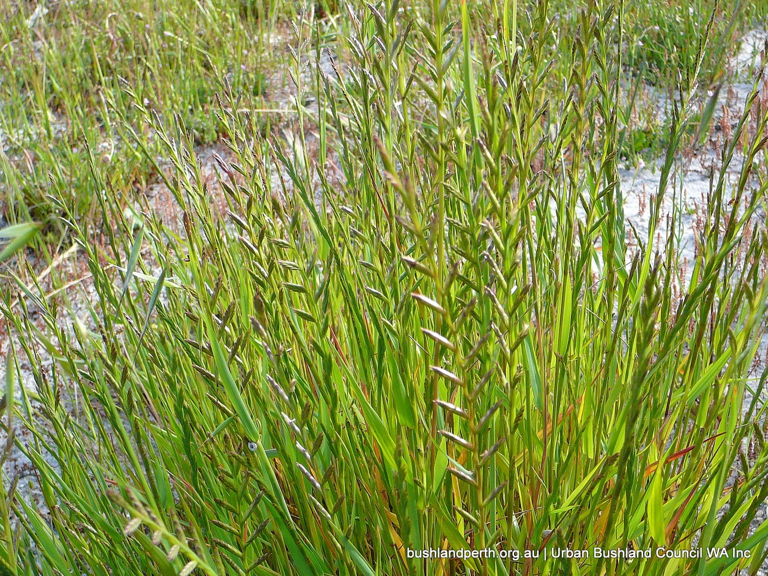 Wimmera Ryegrass.