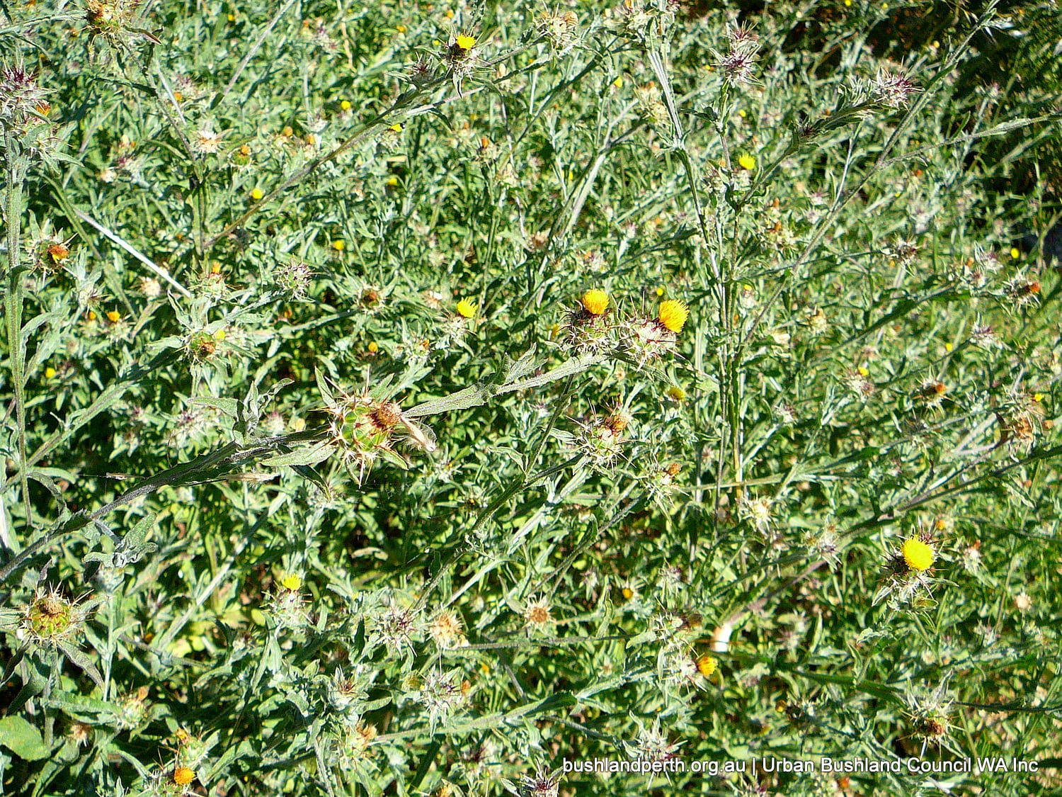 Maltese Cockspur.