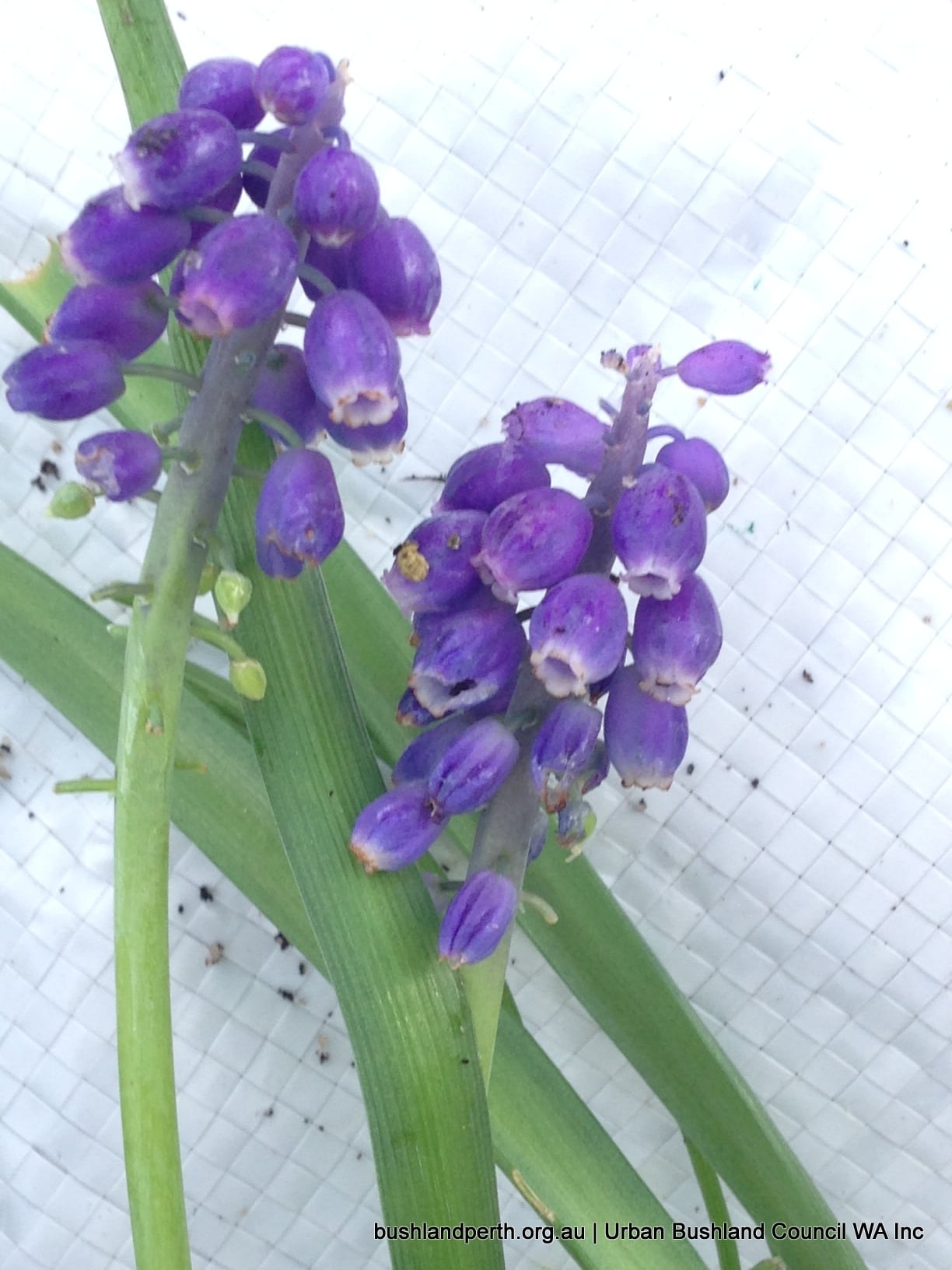 Grape Hyacinth.