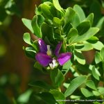 Myrtleleaf Milkwort.