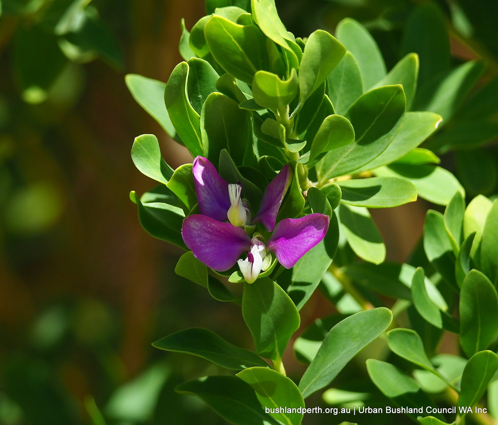 Myrtleleaf Milkwort.