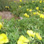 Beach Evening Primrose.