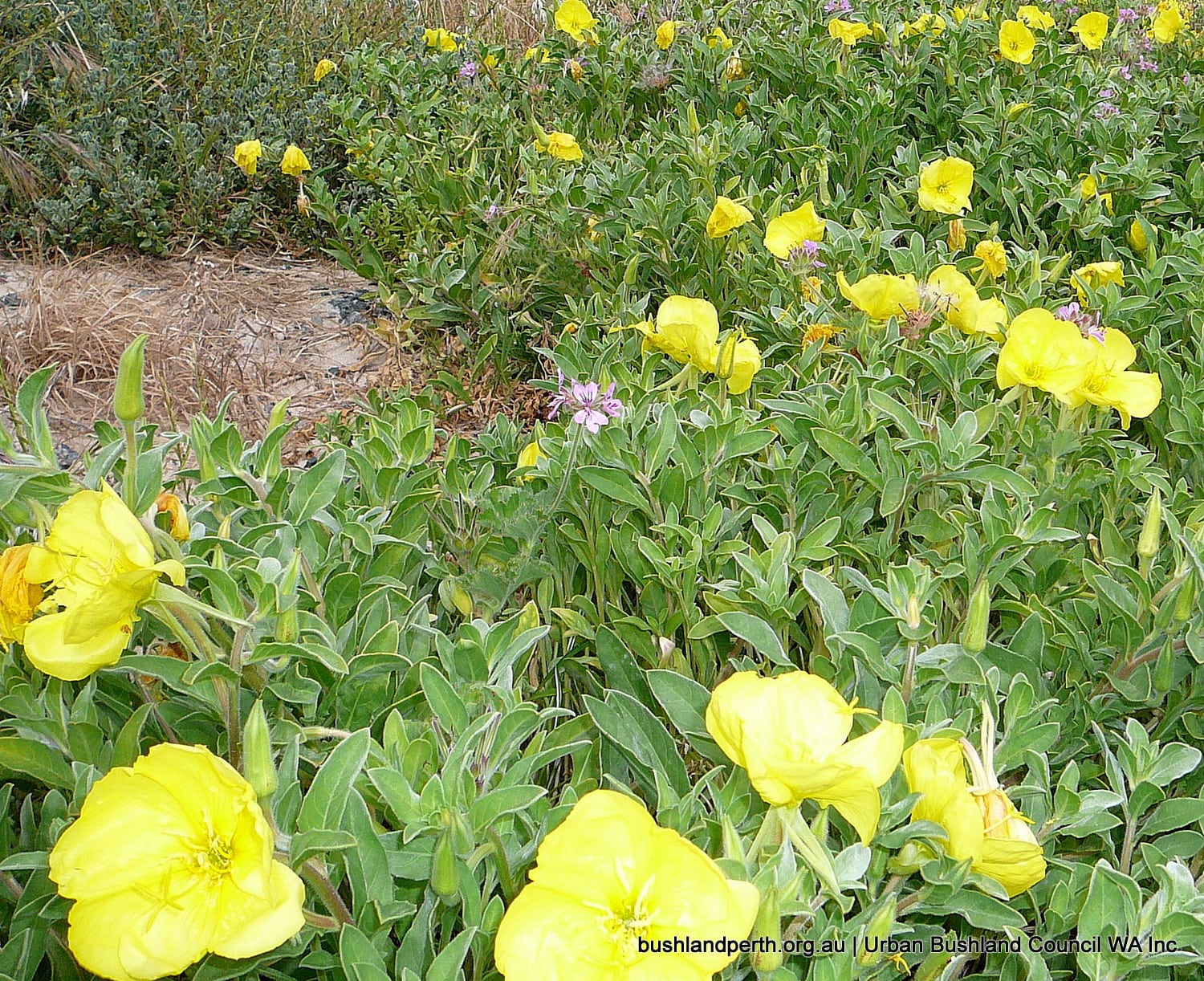 Beach Evening Primrose.