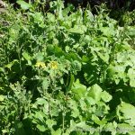 Oilseed Rape (or Canola).