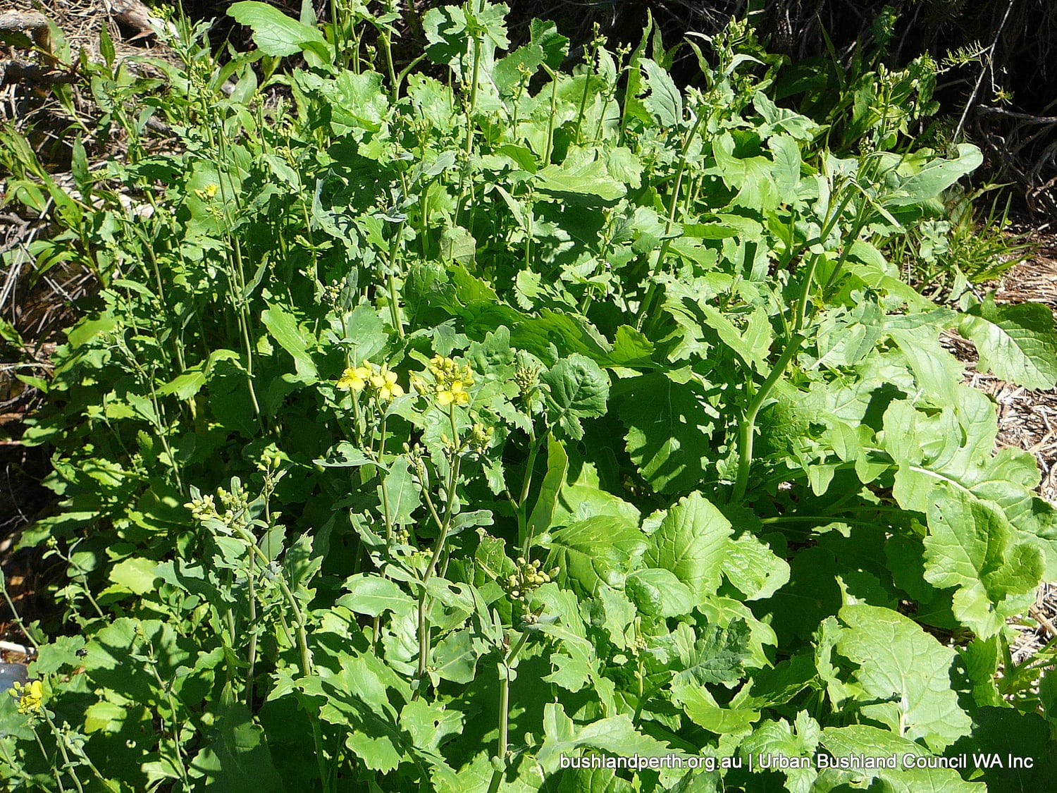 Oilseed Rape (or Canola).