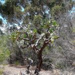 Common Prickly Pear.