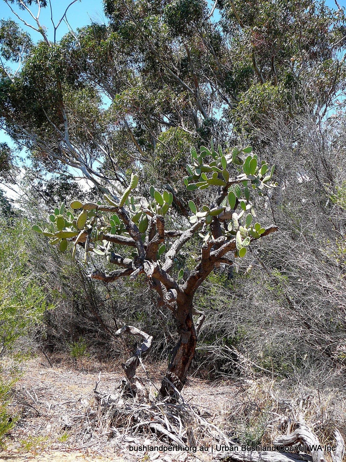 Common Prickly Pear.