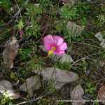 Finger-leaf Oxalis.