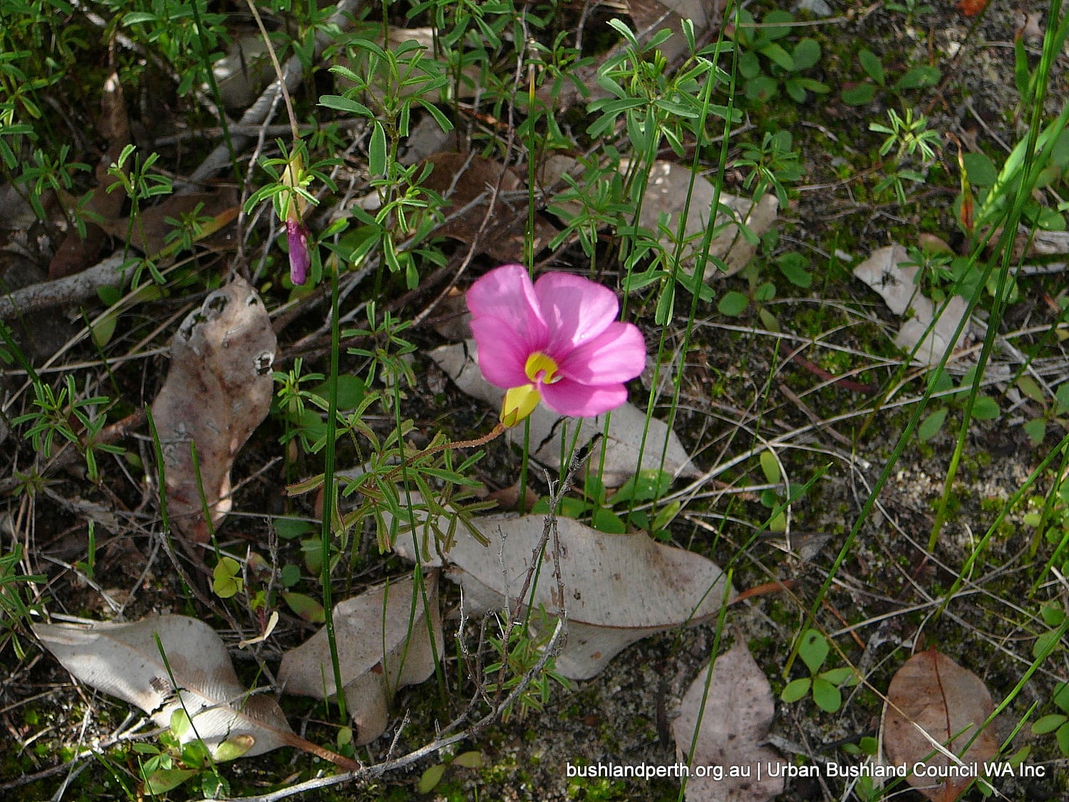 Finger-leaf Oxalis.