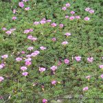 Finger-leaf Oxalis.