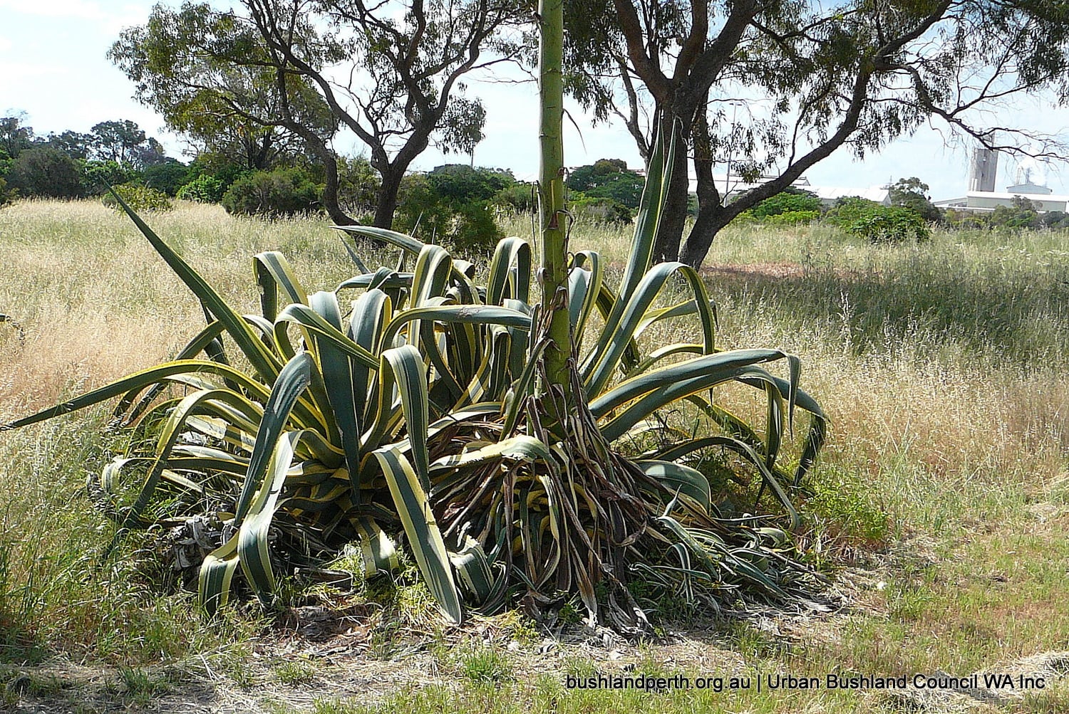 Century Plant.