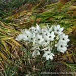 Lesser Cape Lily.