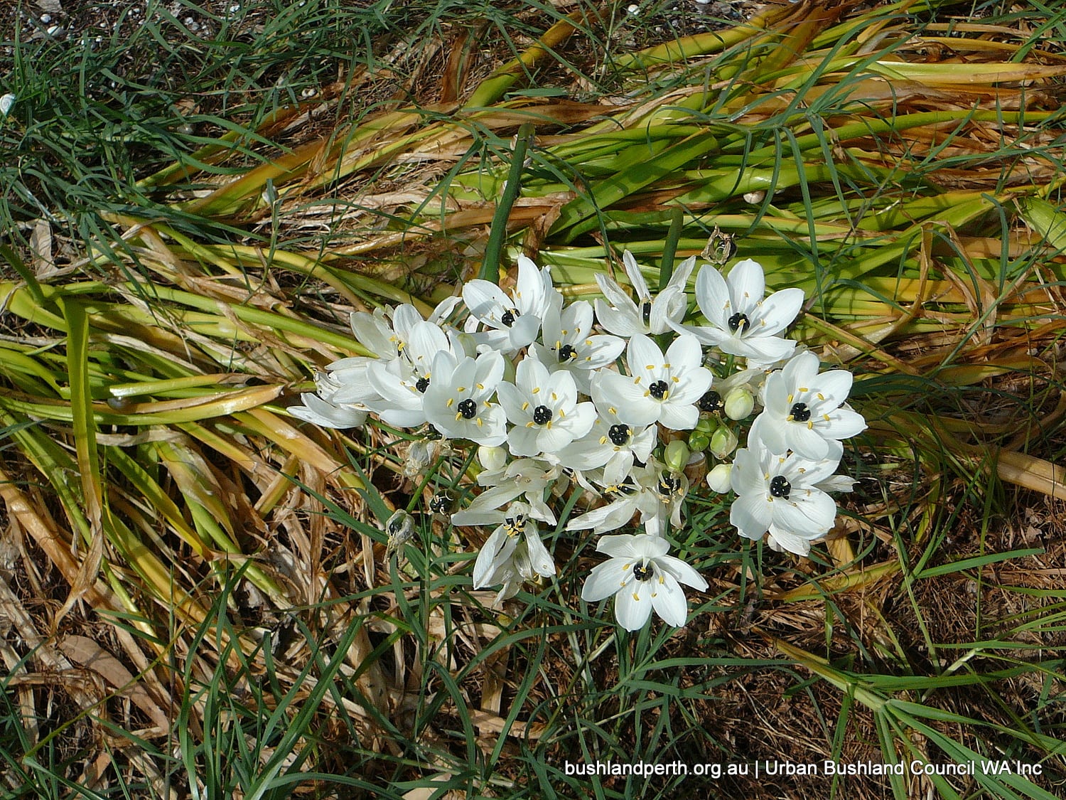 Lesser Cape Lily.