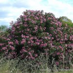 Oleander.