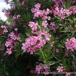 Oleander.