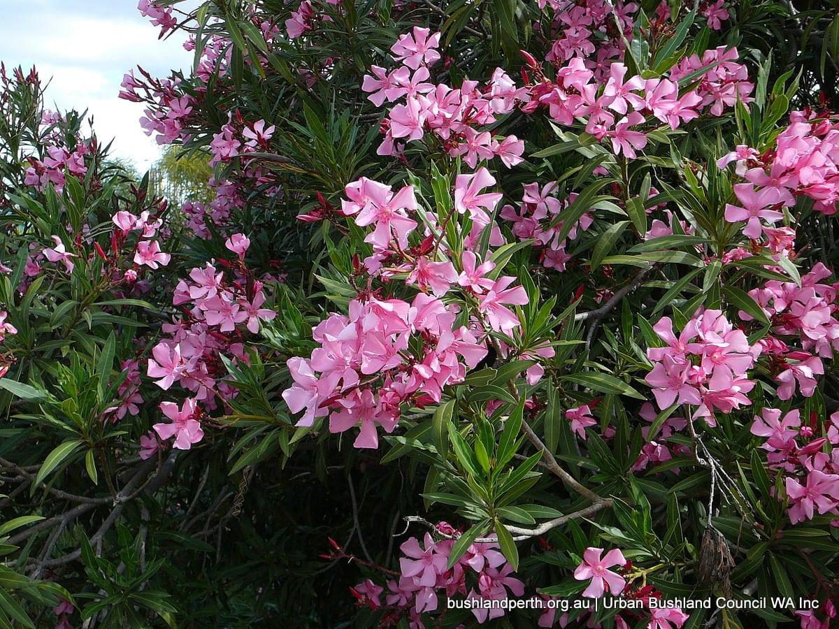 Pink Oleander Urban Bushland Council Wa