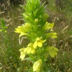 Sticky Bartsia.