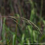 Vasey Grass.