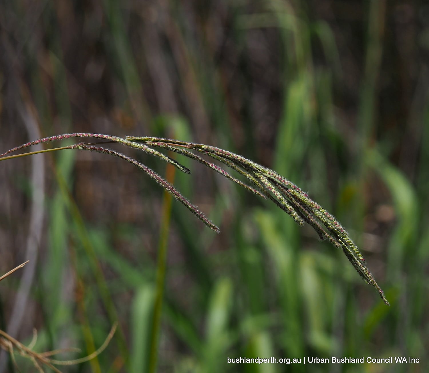 Vasey Grass.