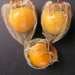 Cape Gooseberry.