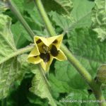 Cape Gooseberry.