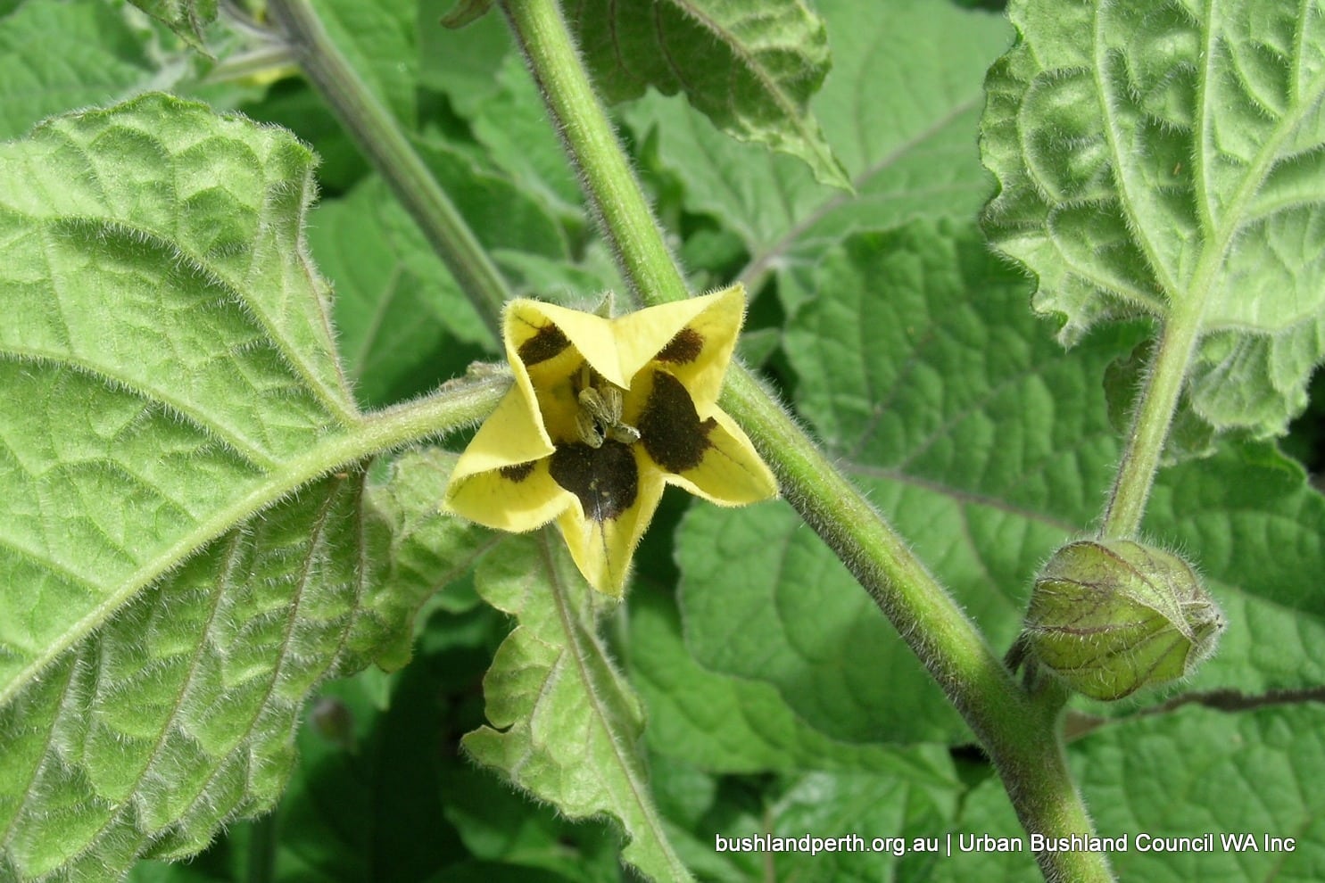 Cape Gooseberry.