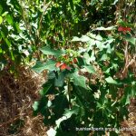 Dwarf Poinsettia.