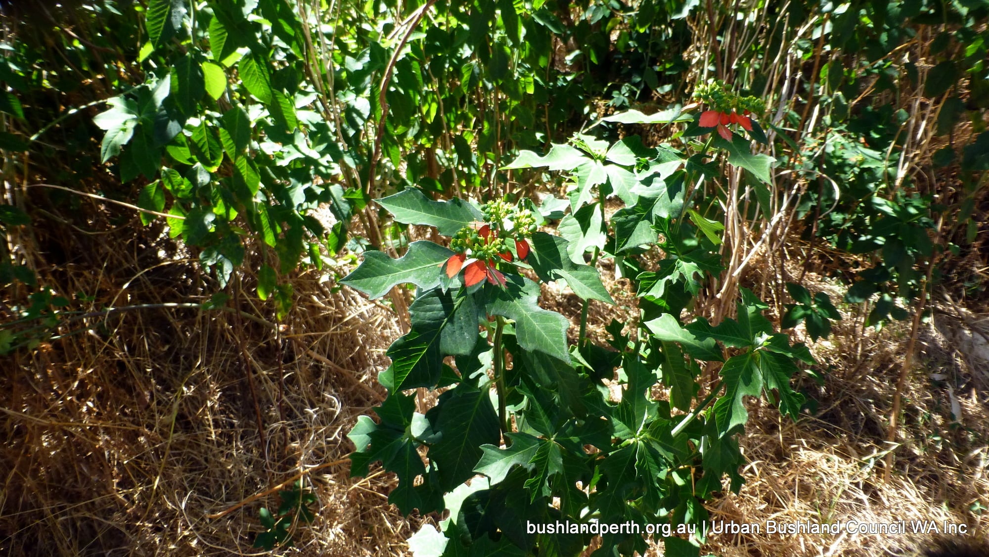 Dwarf Poinsettia.