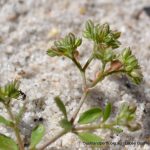 Four-leaved allseed.