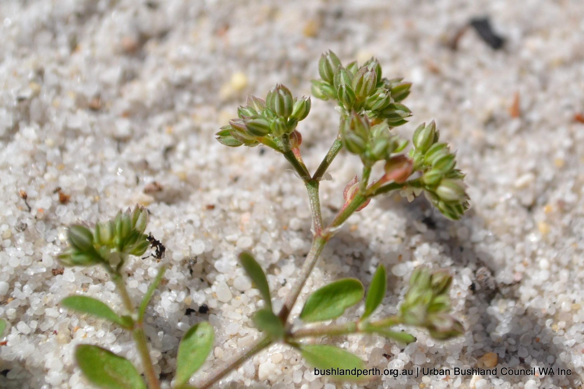 Four-leaved allseed.