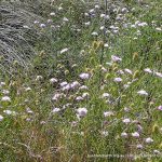 Purple Pincushion.