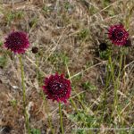 Purple Pincushion.