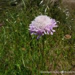 Purple Pincushion.