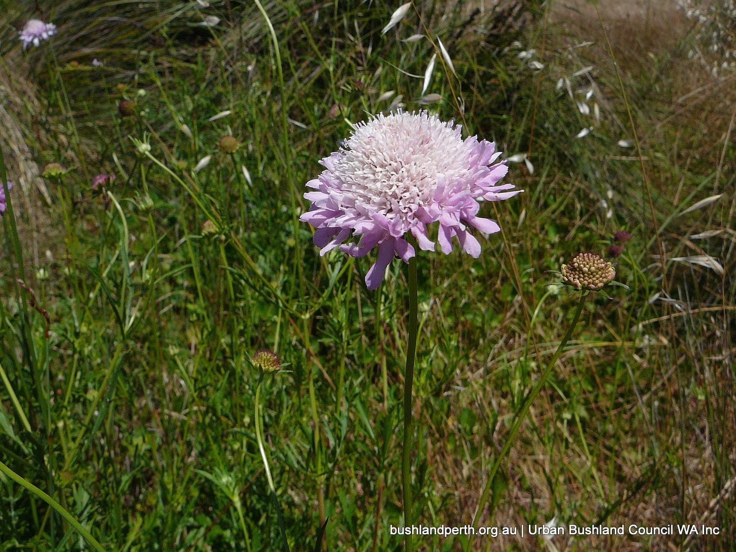 Purple Pincushion.