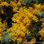 Queensland Silver Wattle.