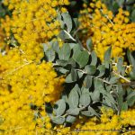 Queensland Silver Wattle.