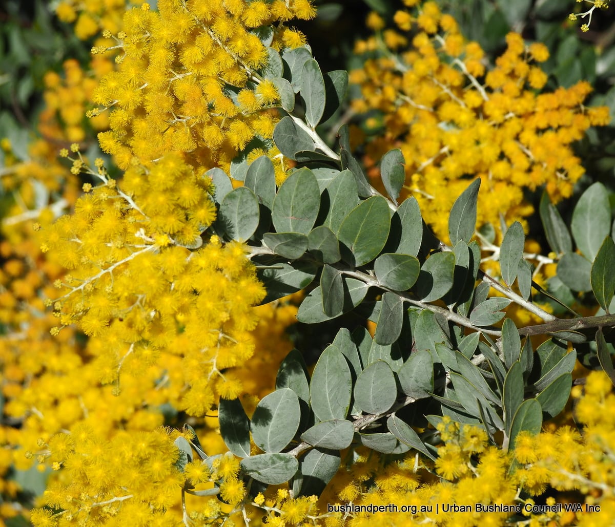 Queensland Silver Wattle.