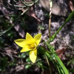 Romulea flava.