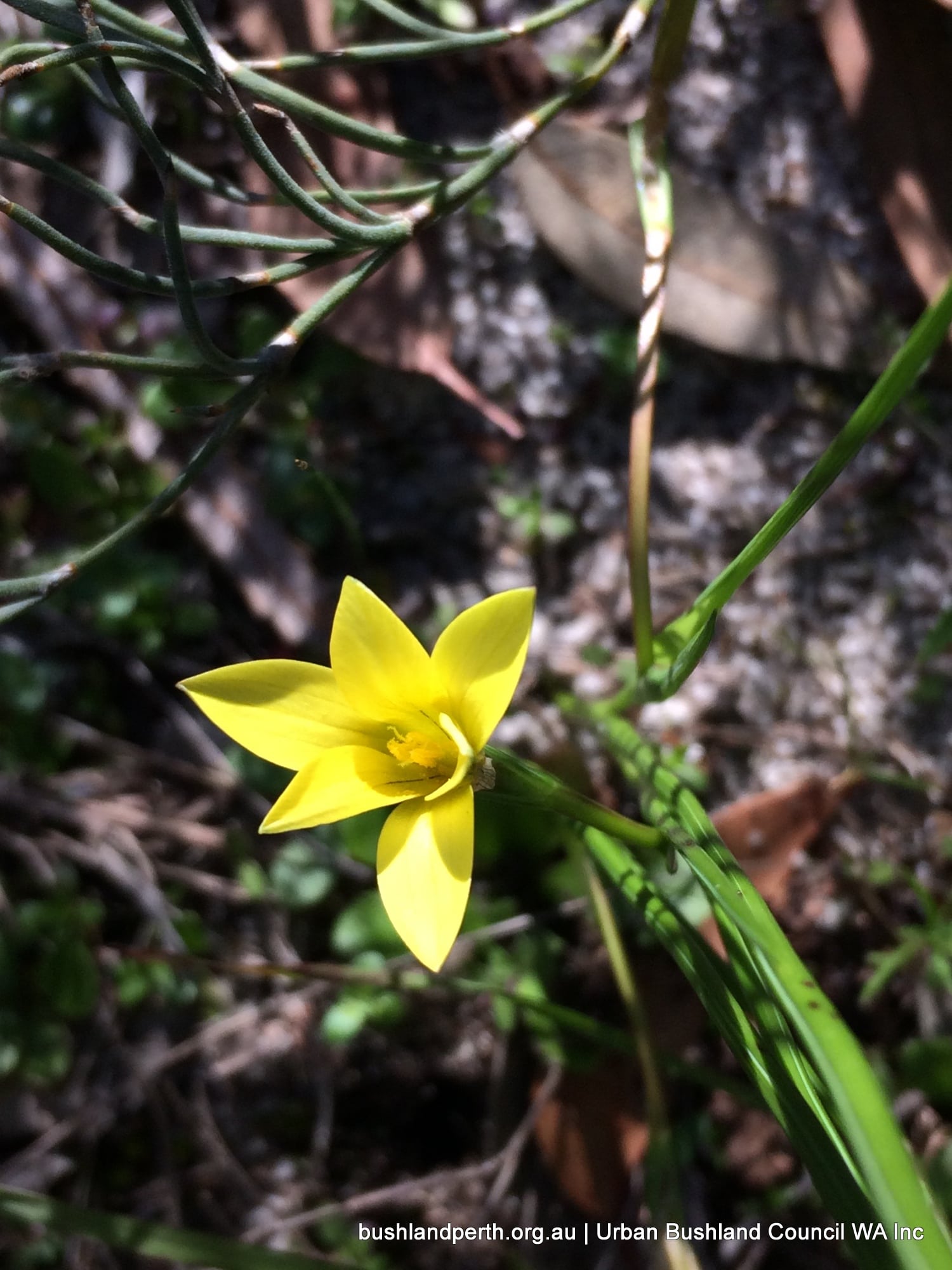 Romulea flava.