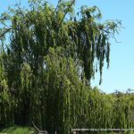 Weeping Willow.