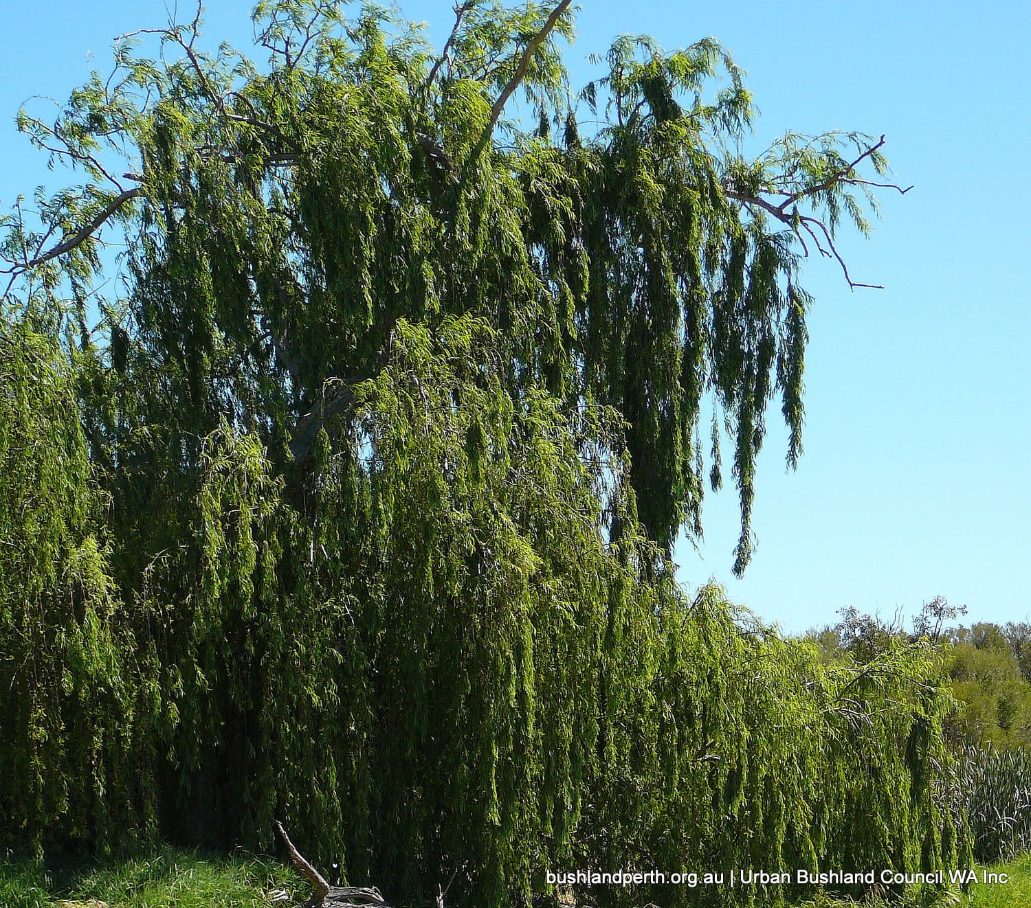 How to Grow and Care for Weeping Willow Trees (Complete Guide)