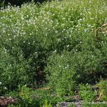 Common Groundsel.