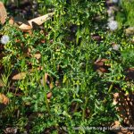 Common Groundsel.