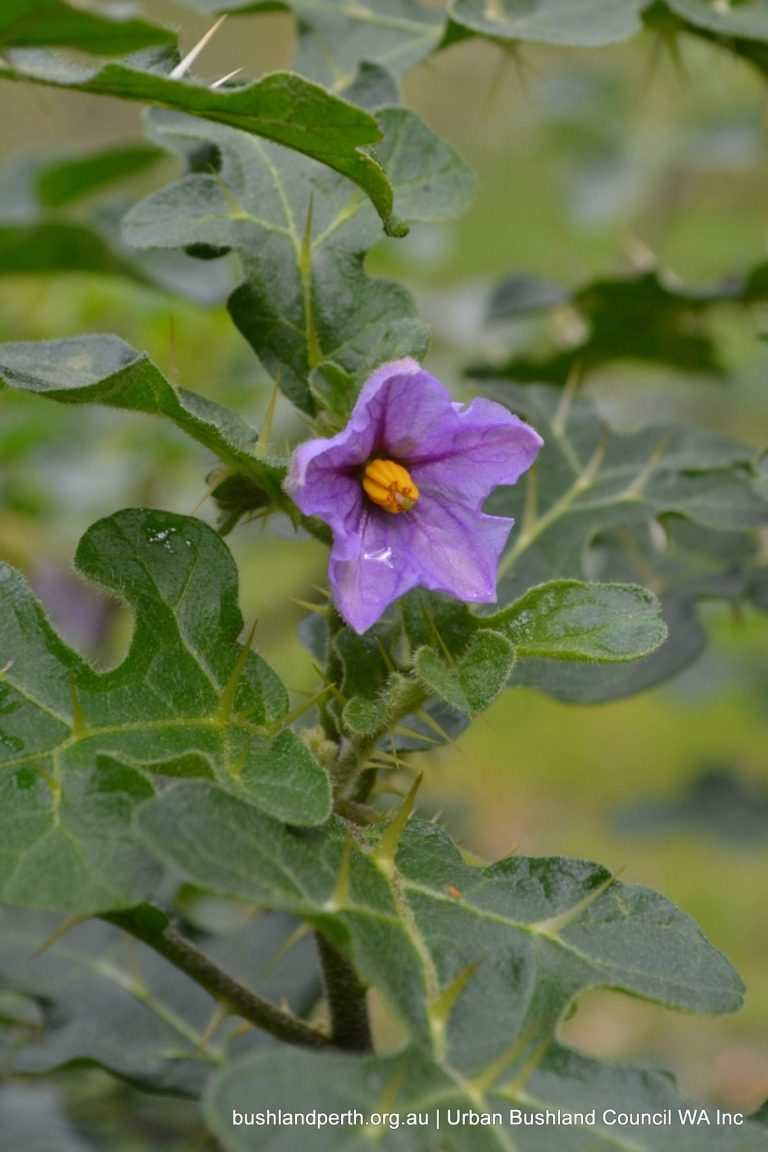 Apple of Sodom Urban Bushland Council WA