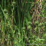 Spear Thistle.